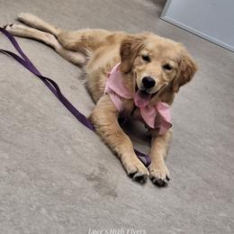 German Shepherd and Golden Retriever Puppies from Lace's High Flying German Shepherds And Golden Retrievers
