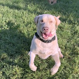 Dilute Retriever All Grown Up from DLime Ranch Silver Labs