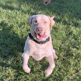 Dilute Retriever All Grown Up from DLime Ranch Silver Labs