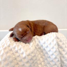 Male - Red  male Goldendoodle puppy in Vancouver, Washington from Pnwfamilydoodles