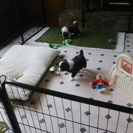 Border Collie Puppies from Top Notch Border Collies