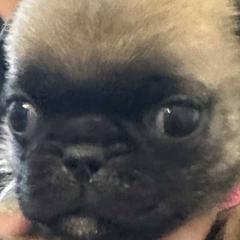 Pugs from Delta pug puppies