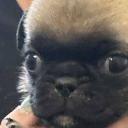 Pugs from Delta pug puppies