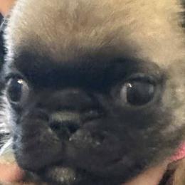 Pugs from Delta pug puppies