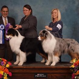 Australian Shepherds from Ashwood Aussies