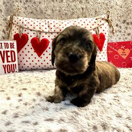 Quesadilla - Cream female Dachshund puppy in Hensley, Arkansas from The Dachshund Barn
