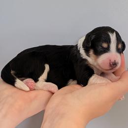 Glory - Black tri-color female Aussiedoodle puppy in New Durham, New Hampshire from Ridgeview Aussiedoodles