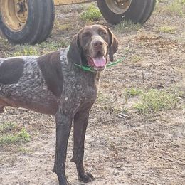German Shorthaired Pointers from Diamond Tread Pointers