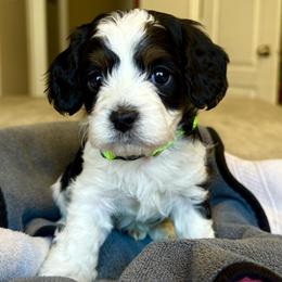 Oliver - Tri-color male Cavapoo puppy in Buda, Texas from Haus of Doodles