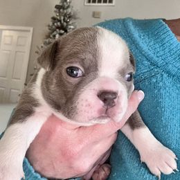 Boston Terrier Puppies from Designers Boston Terriers