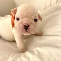 Bulldog Puppies from Adora Bulldogs