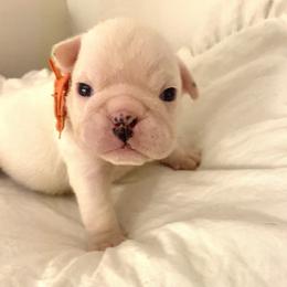 Bulldog Puppies from Adora Bulldogs