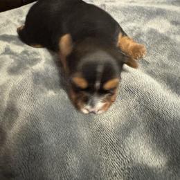 Sara - Blue and gold female Yorkshire Terrier puppy in Dawsonville, Georgia from Lynn’s Precious Pups