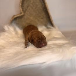 Jester - Yellow male Labrador Retriever puppy in Rocky Top, Tennessee from Rocky Top Retrievers