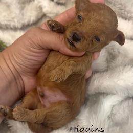 Higgins - Red  male Poodle puppy in Traverse City, Michigan from Riyem Wildflower Farms