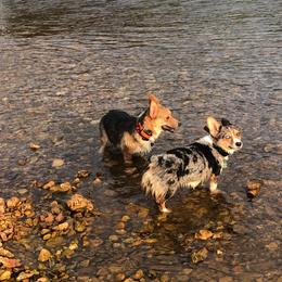 American Corgis and Pembroke Welsh Corgis from Rawson Ridge Corgis