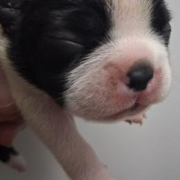 Only Girl - Black and white female Boston Terrier puppy in Gaffney, South Carolina from Battlefield Kennels