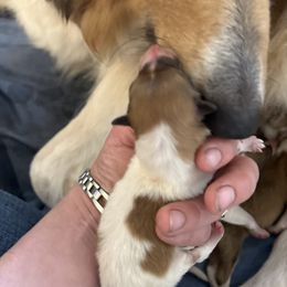 Girl 3 - Sable female Collie puppy in Abilene, Texas from Regal Lassie's