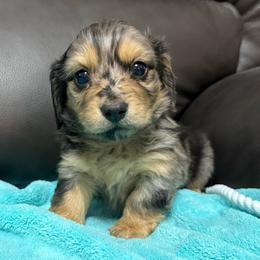 Girl 1 - Dapple female Dachshund puppy in Stilwell, Oklahoma from Ross's Desert Doxies