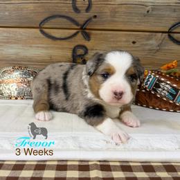 Trevor Brazile - Blue merle male Miniature Australian Shepherd puppy in El Dorado Springs, Missouri from OR Aussies