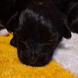 Boy 2 - Black male Havanese puppy in Manchester, Texas from Mimi's Havanese