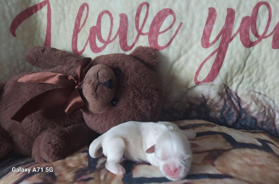 Shih Tzu Puppies from Nickerson Farms Shih Tzu & Imperial Beauties LLC.