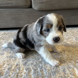 Elphaba - female Australian Mountain Doodle puppy in Culpeper, Virginia from Hazel River Doodles