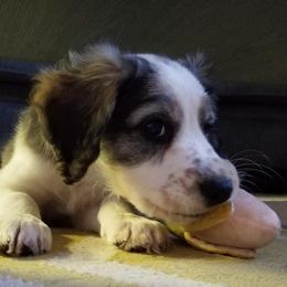 Companion Cross Puppies from Mandala Dogs