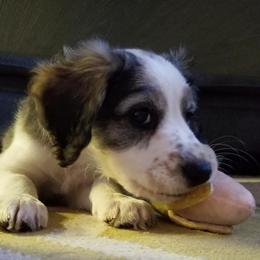 Companion Cross Puppies from Mandala Dogs
