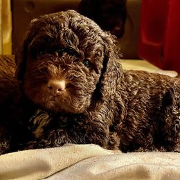 Spanish Water Dog Puppies from LIJA Spanish Water Dogs