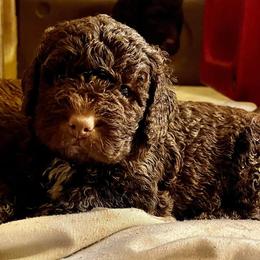 Spanish Water Dog Puppies from LIJA Spanish Water Dogs
