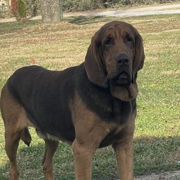 Gunther - Bloodhound