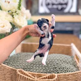 Bernedoodle, Cavapoo, Cavapoochon, Goldendoodle, Poodle, and Yorkipoo Puppies from Anchor Dogs
