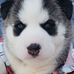 Yara (Girl 1) - Siberian Husky puppy from 16acreshuskies