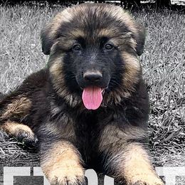 German Shepherds from Fate Kennels