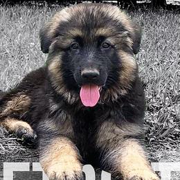 German Shepherds from Fate Kennels