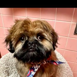 Shih Tzu Puppies from Shih Tzus of Gilbert