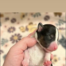 Basenji Puppies from Blue Diamond Basenjis