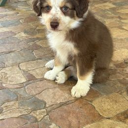 Rory - Australian Shepherd puppy from Honey and Fig Farm