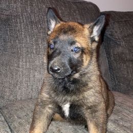 Belgian Malinois and Working Cross Puppies from L G Kennels