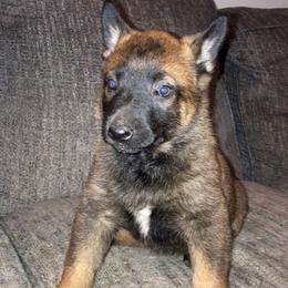 Belgian Malinois and Working Cross Puppies from L G Kennels