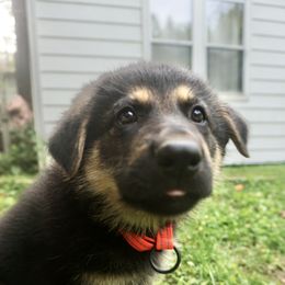 German Shepherd Puppies from Vom Raglinhaus German Shepherds