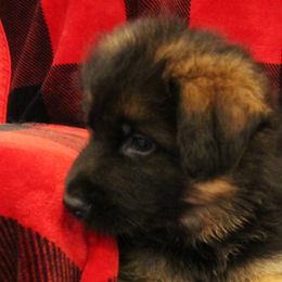 Boy 1 - German Shepherd puppy in Washington from Ampid German Shepherds