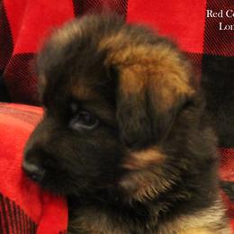 Boy 1 - German Shepherd puppy in Washington from Ampid German Shepherds