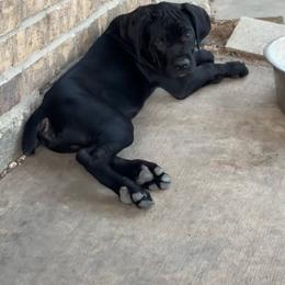 Green Collar (brown whelping) - Black male Cane Corso puppy in Princeton, Texas from Guardians of Arcadia Cane Corso