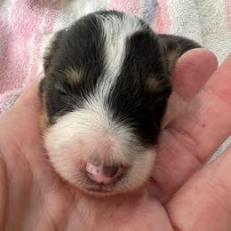 Risen - Black white and tan female Shetland Sheepdog puppy in Kerville, Texas from Cedar Hill Kennels