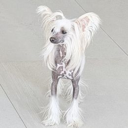 Goldy - Chinese Crested