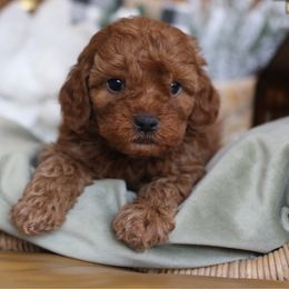 Charlie Brown - Red male Cavapoo puppy in Axtell, Texas from Dlm_doodles