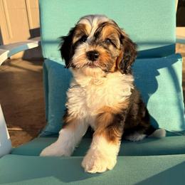 Presley - Black and white male Sheepadoodle puppy in Roseburg, Oregon from Sharon’s Sheepadoodle’s