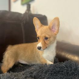 WM F3 - Red female Pembroke Welsh Corgi puppy in Stockton, Iowa from Infinity Corgis